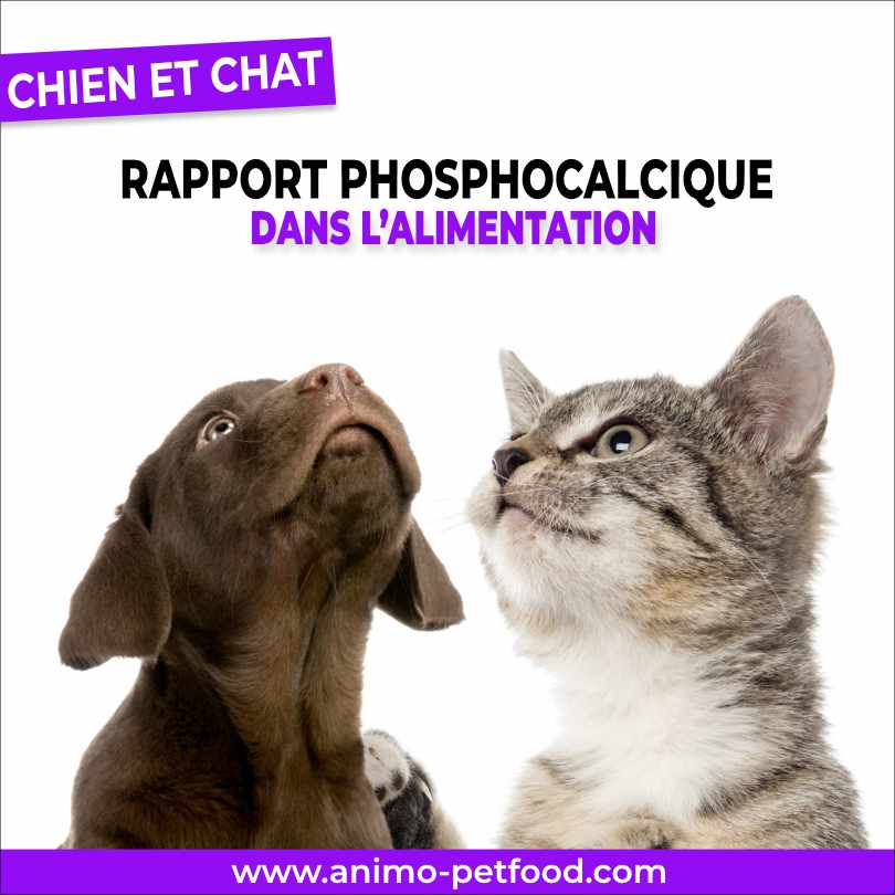rapport phosphocalcique dans l’alimentation pour chat et chien.